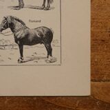 Lithographie originale sur le cheval