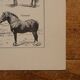 Lithographie originale sur le cheval