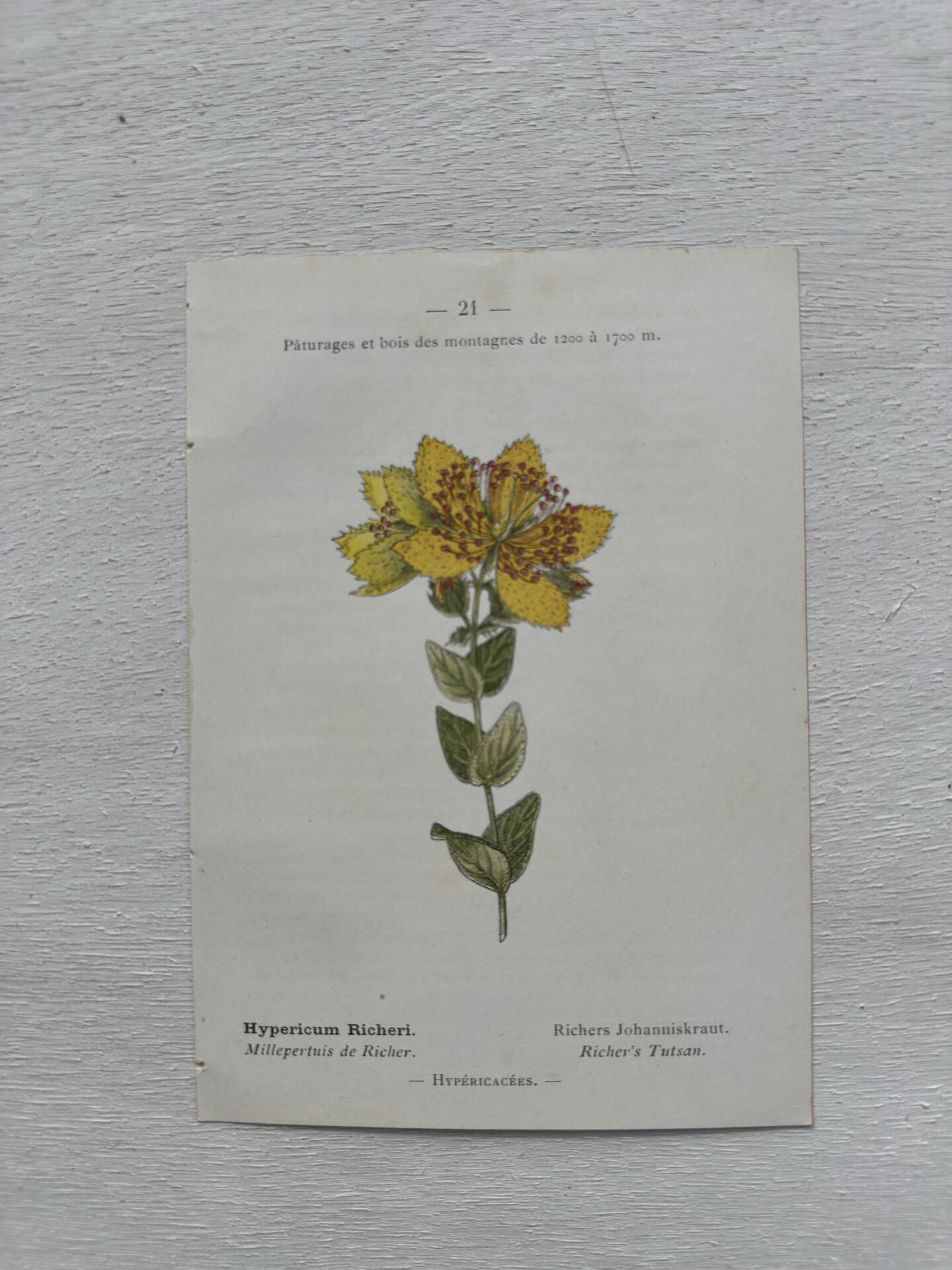 Botanical Plate 1800 Old naturalist engraving 19th century double-sided