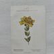 Botanical Plate 1800 Old naturalist engraving 19th century double-sided