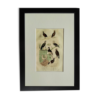 Planche Ornithologique originale " Caille de Chine - Zénécolin - &c... " Buffon 1836