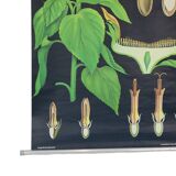 Large Vintage School Card Sunflower Jung Koch Quentell 117cm