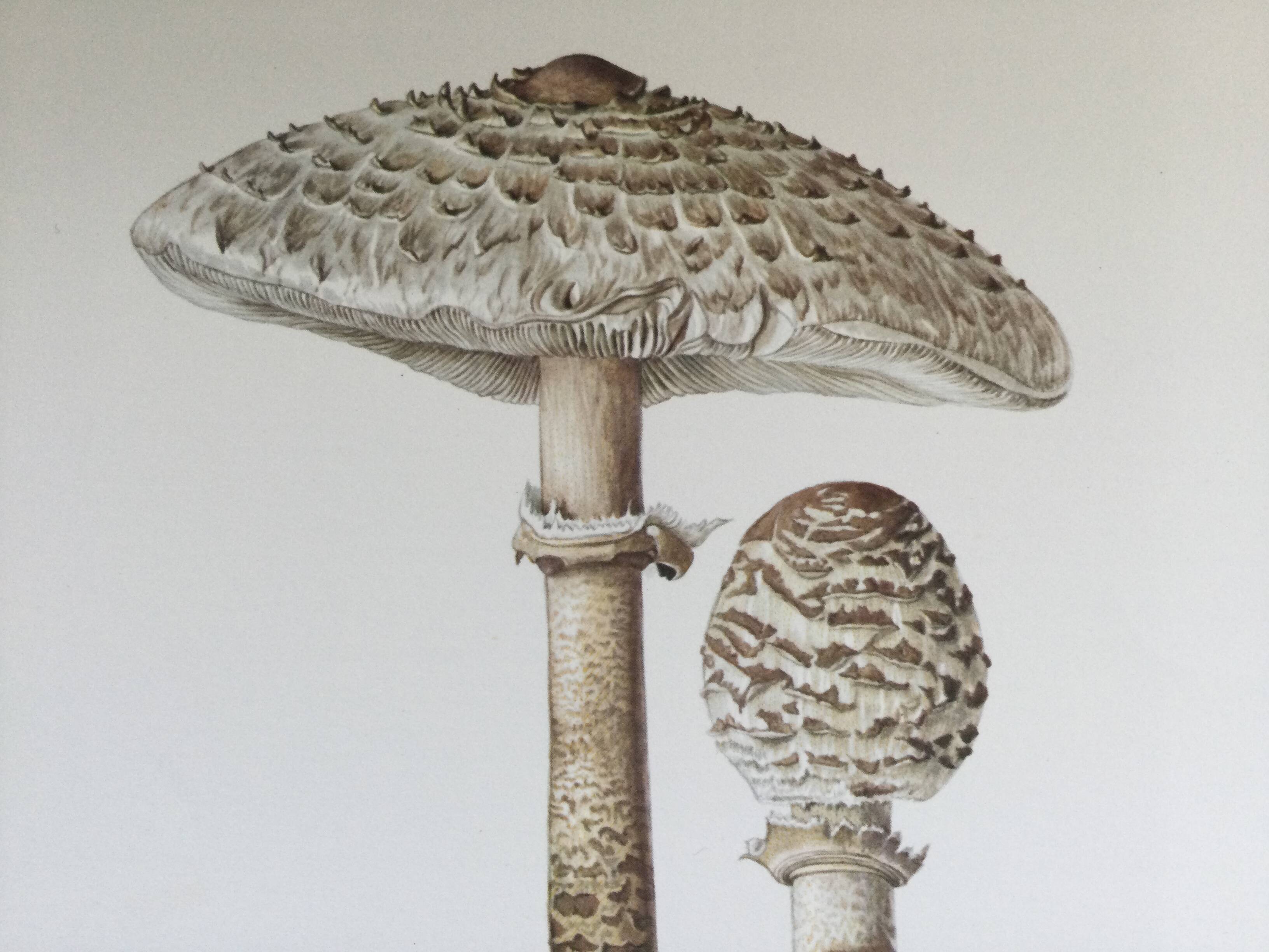 Botanical illustration "mushrooms", 1960s