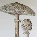 Botanical illustration "mushrooms", 1960s