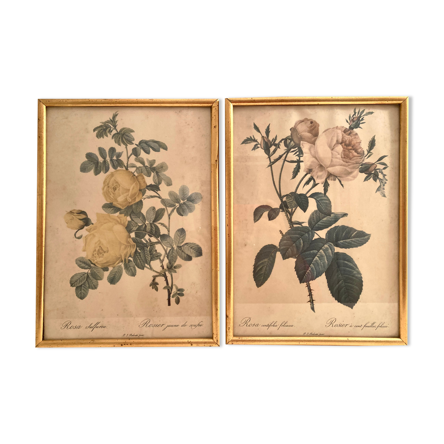 Pair of floral engravings signed redouté