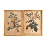 Pair of floral engravings signed redouté