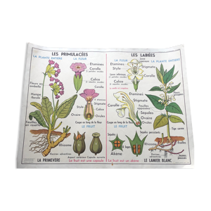 Affiche scolaire, affiche botanique