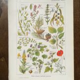 Lithograph on calming plants from 1920
