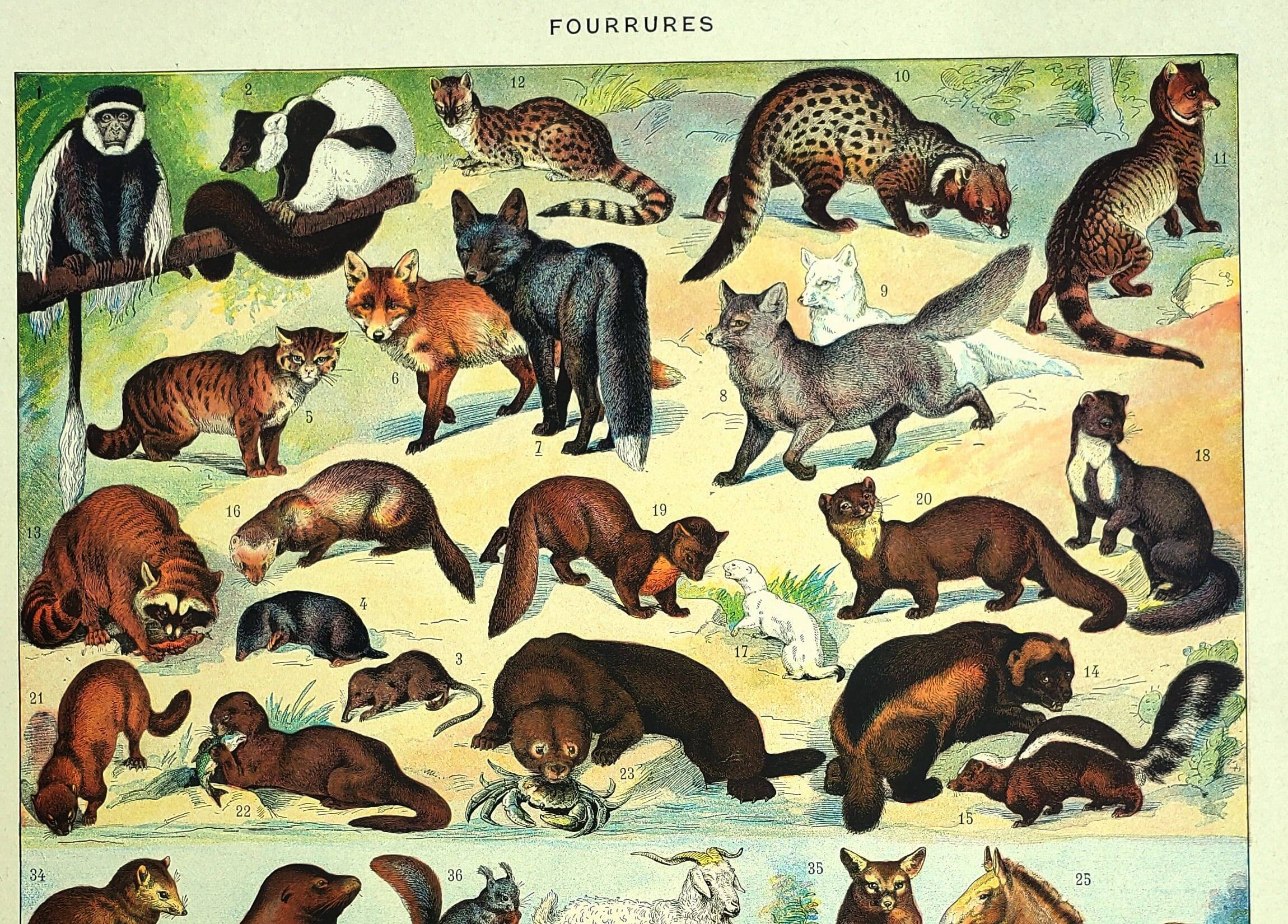 Antique lithograph 1928 A. Millot - Fur-bearing animals