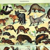 Lithgraphie ancienne 1928 A. Millot - Animaux a fourrures