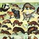 Lithgraphie ancienne 1928 A. Millot - Animaux a fourrures