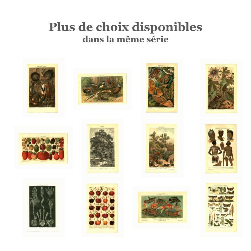 Botanical engraving from 1904 - Oaks II - Tree with acorns - Lithograph