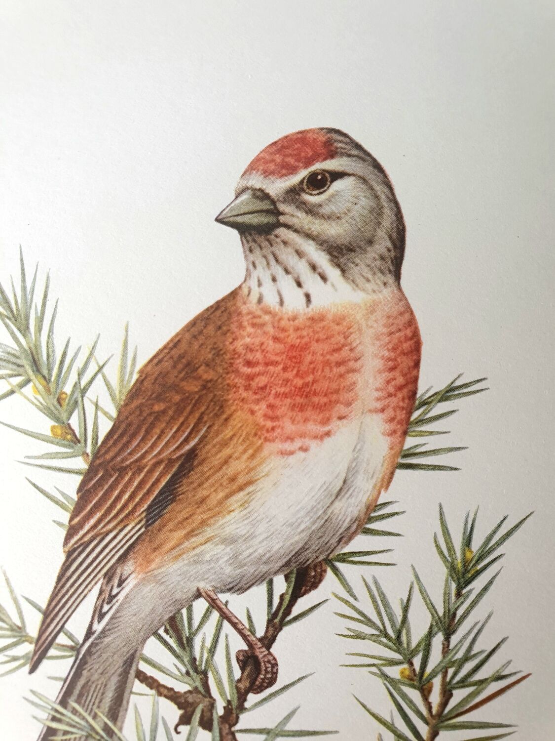 Melodious linnet board