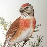 Melodious linnet board
