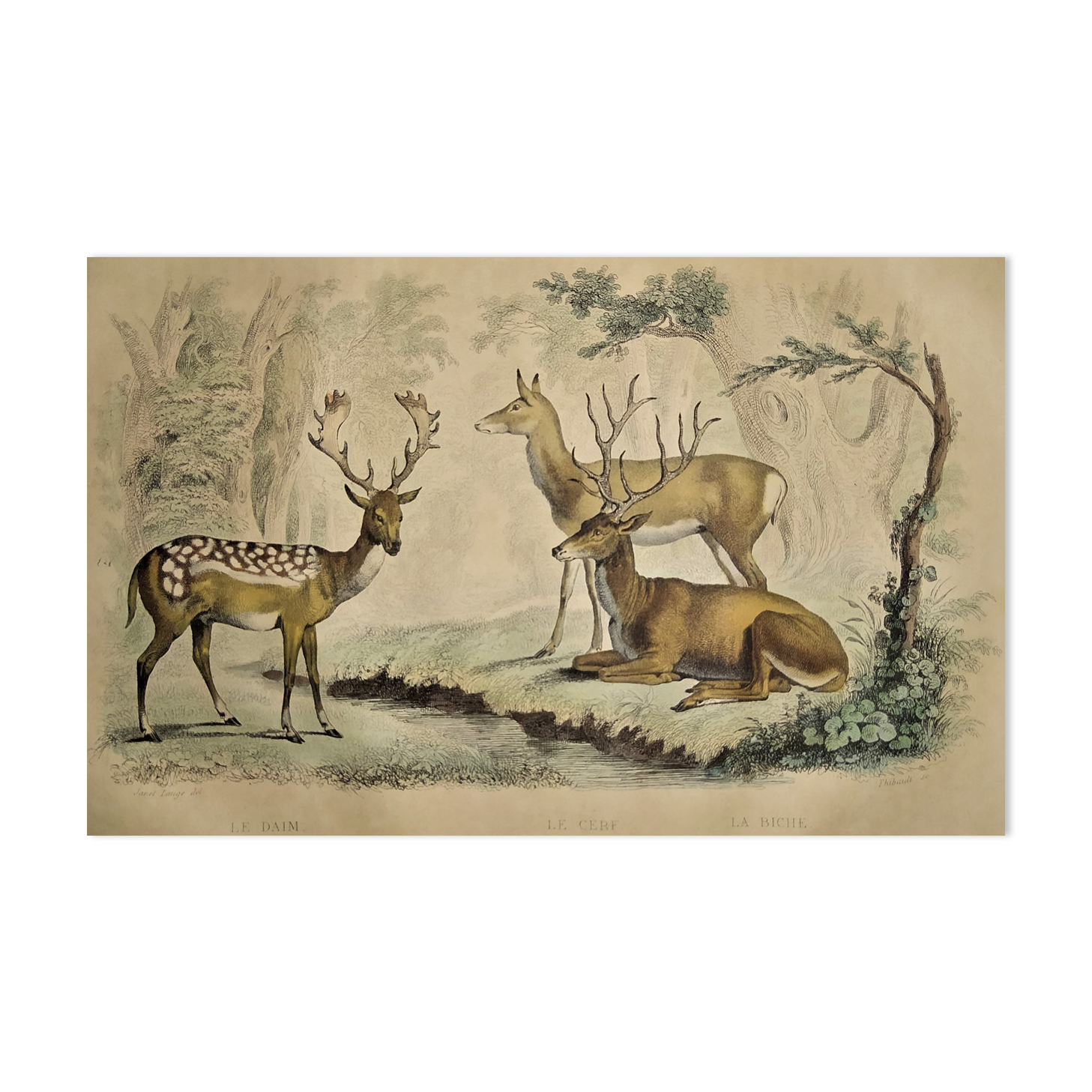 Original zoological plate of 1839 " Deer, Deer,.... "