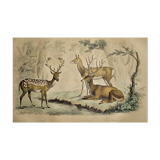 Original zoological plate of 1839 " Deer, Deer,.... "