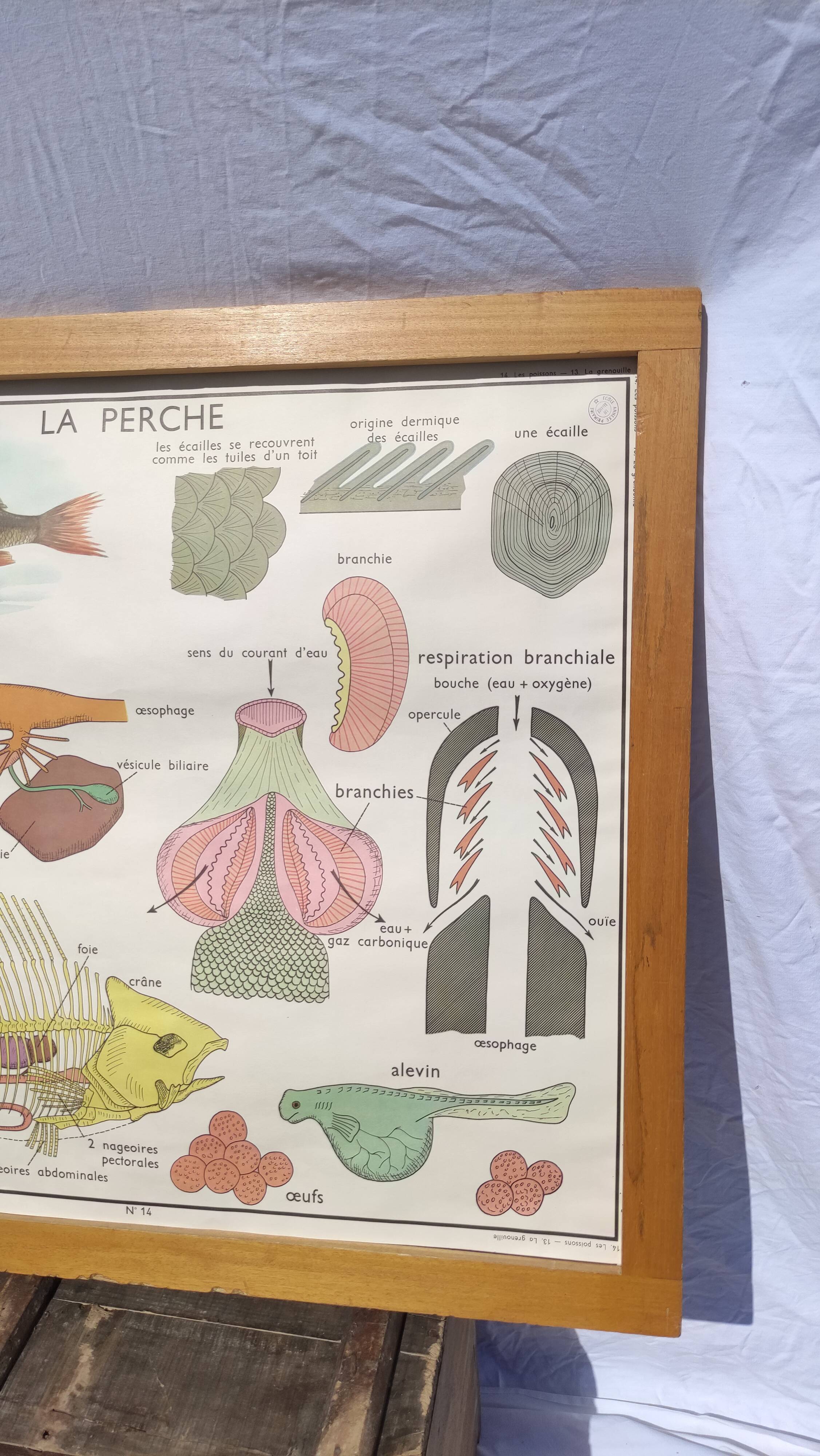 Educational poster of school frog and perch