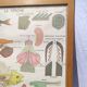 Educational poster of school frog and perch