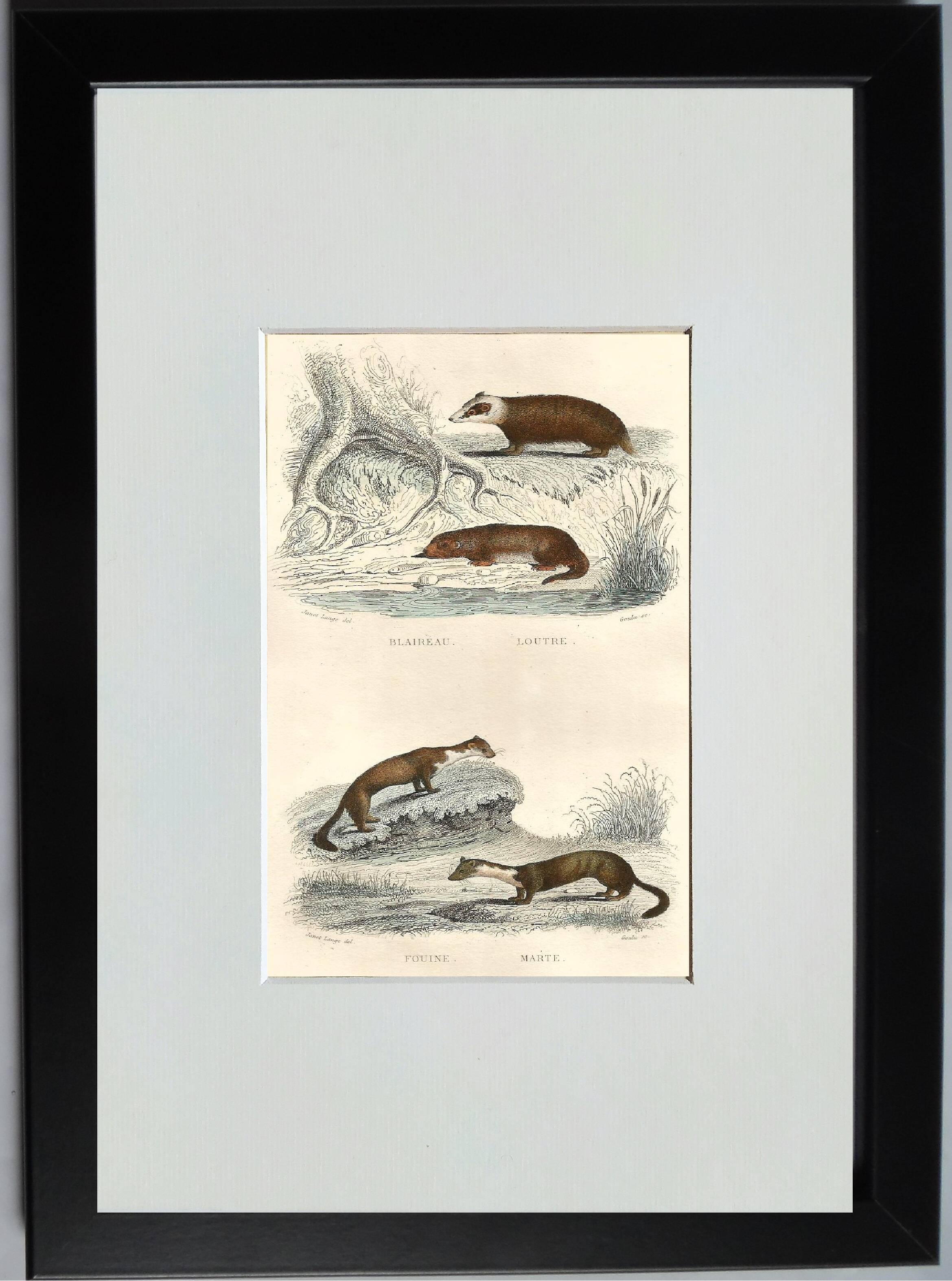 Original zoological illustration "badger, otter, weasel,..." - Buffon 1840