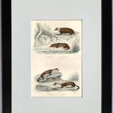Original zoological board " badger, otter, fouine,... " - buffon 1840