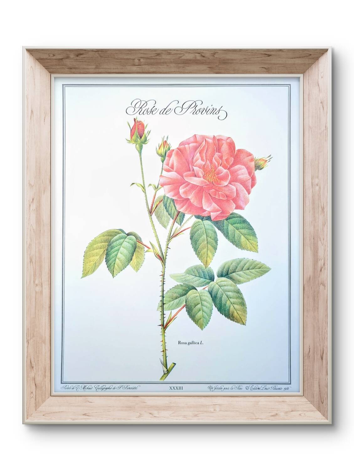 Botanical plate Rose of Provins