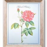 Botanical plate Rose of Provins