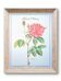 Planche botanique Rose de Provins