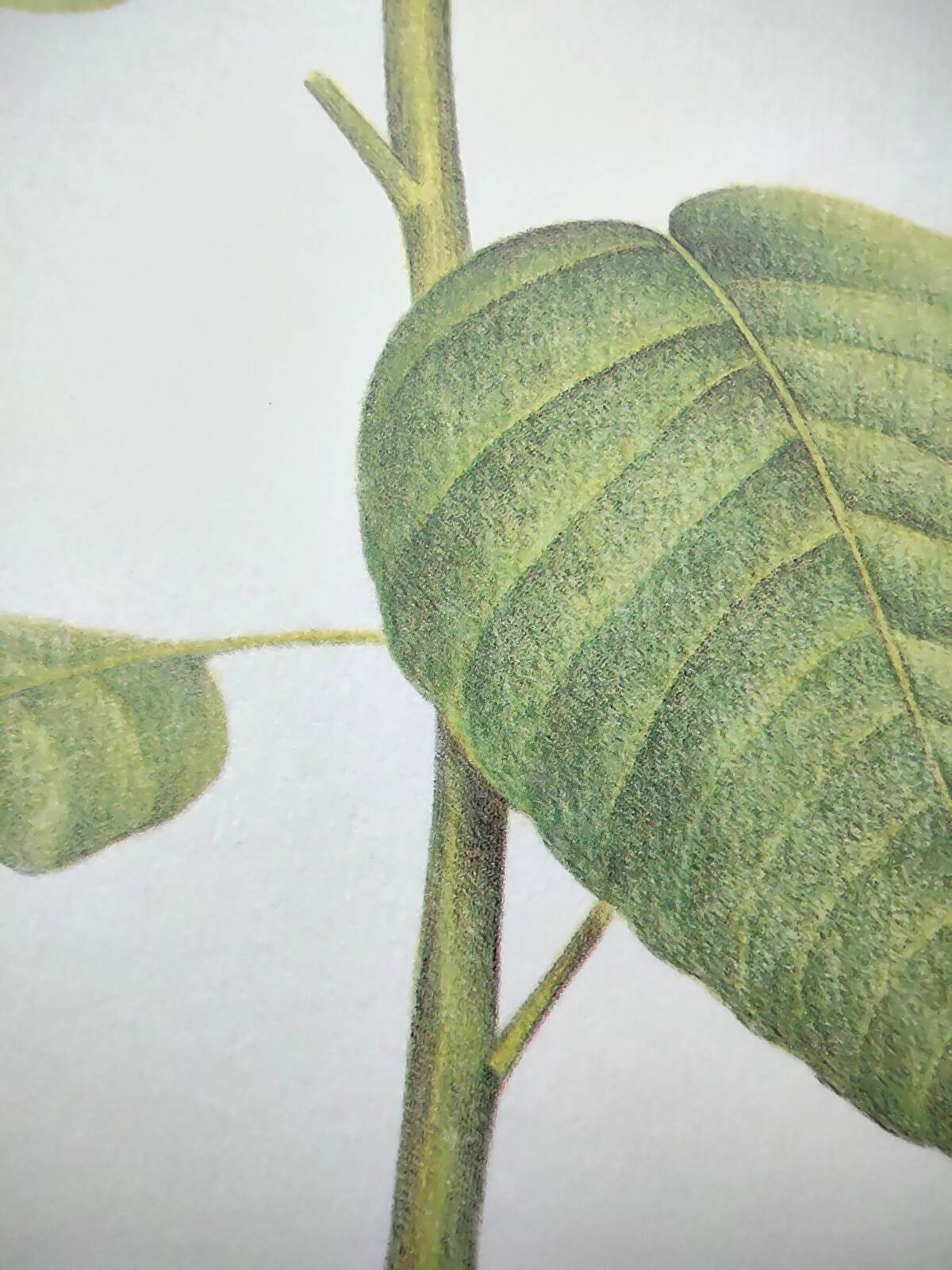 Botanical engraving -Poinsettia Pulcherriima- Illustration of medicinal plants and herbs