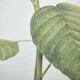 Botanical engraving -Poinsettia Pulcherriima- Illustration of medicinal plants and herbs
