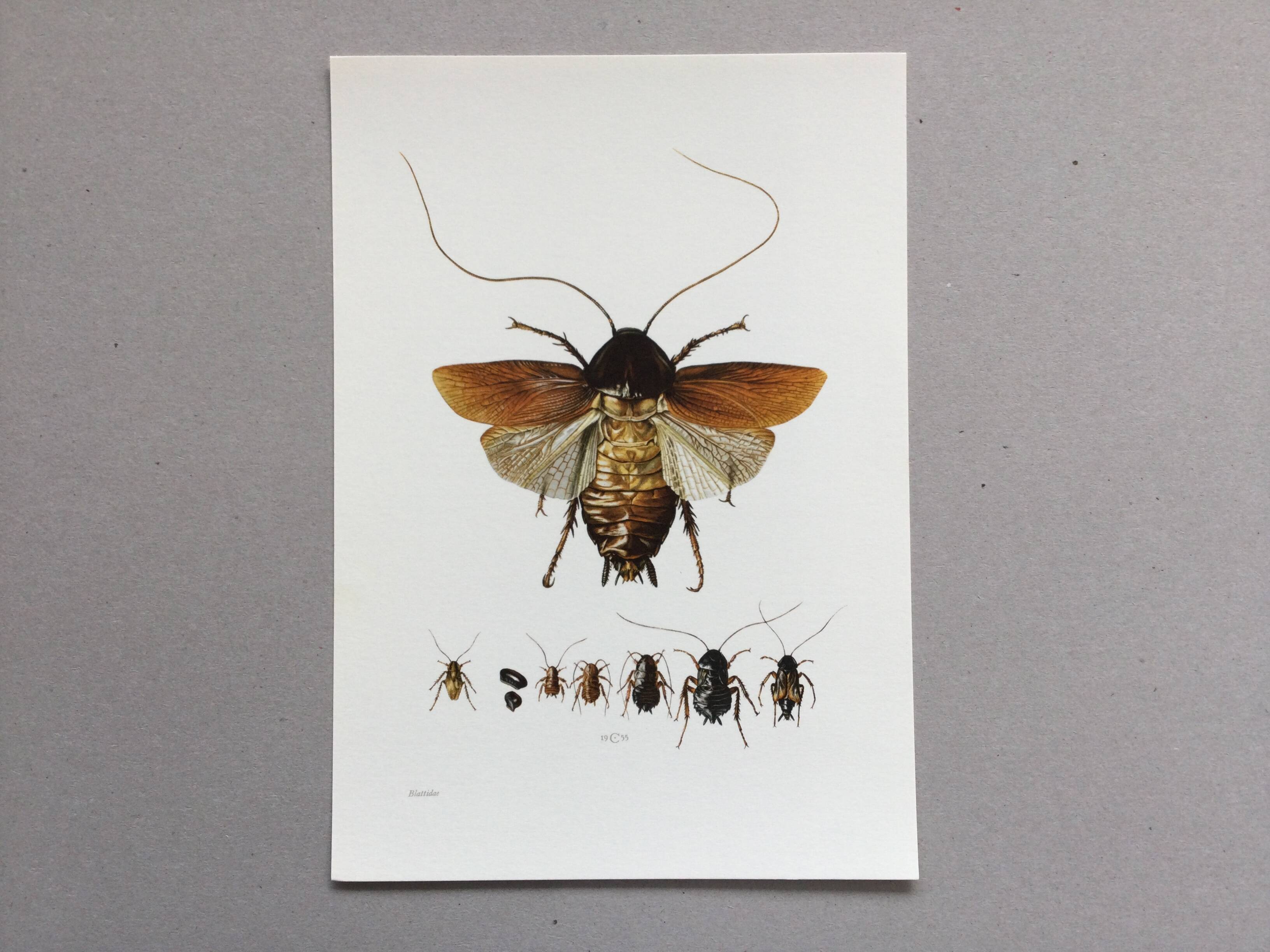 Old illustration "insects", 1960s