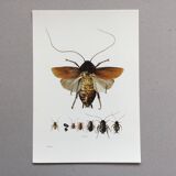 Old illustration "insects", 1960s