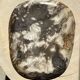Very large pocket or dish in petrified wood