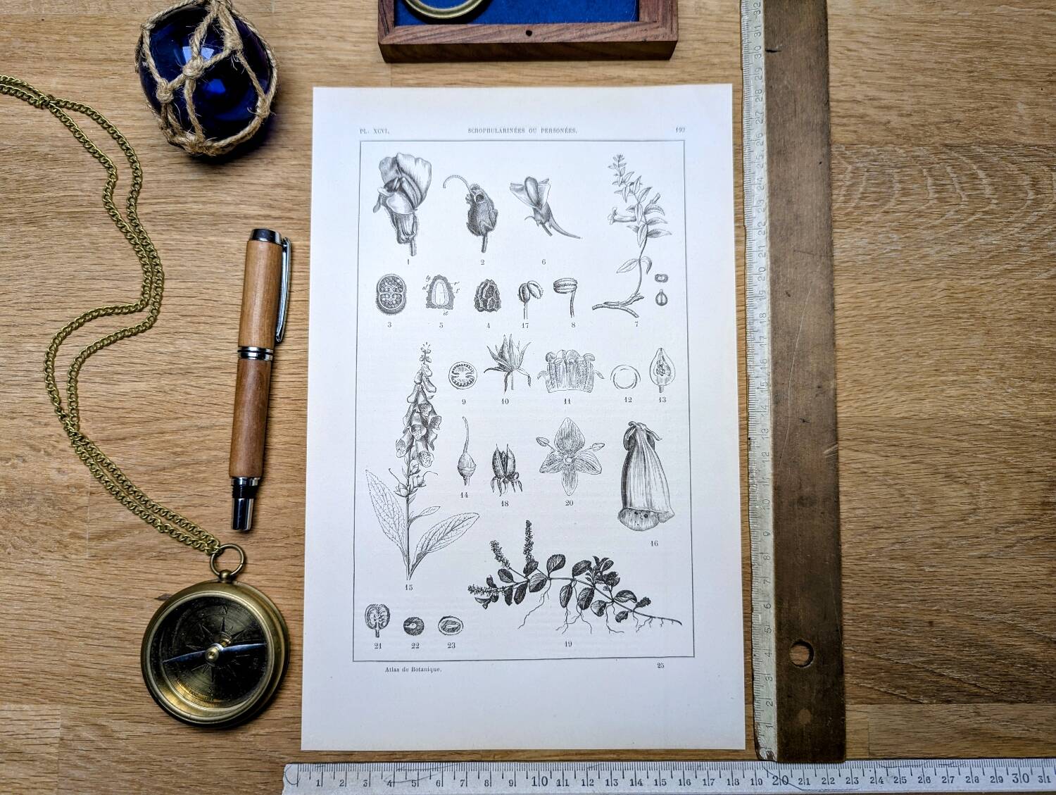 Imprimée en 1889, les scrophularinées. Planche botanique ancienne.