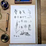 Imprimée en 1889, les scrophularinées. Planche botanique ancienne.