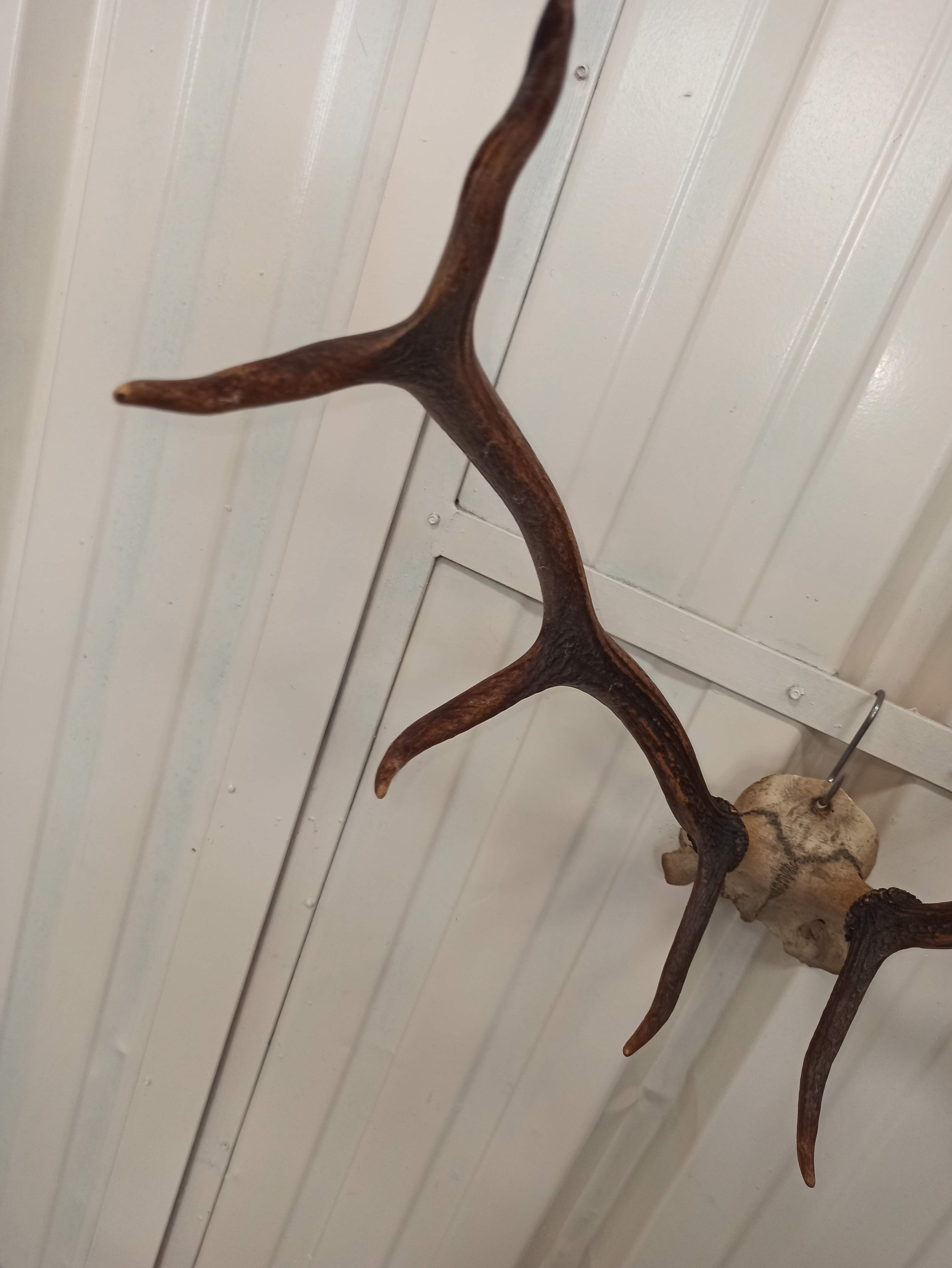 Trophée de chasse corne Cerf crâne