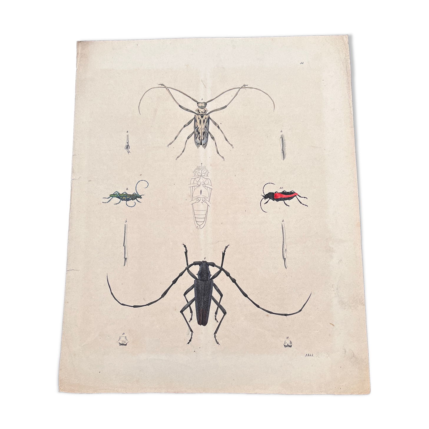 Poster (lithograph) insects
