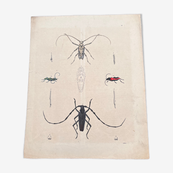Poster (lithograph) insects