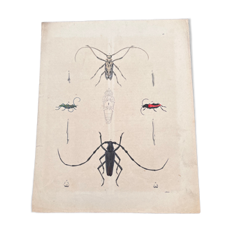 Poster (lithograph) insects