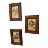 Set of three small framed fruit prints
