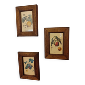 Lot de trois petites gravures fruits encadrées