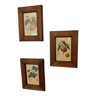 Lot de trois petites gravures fruits encadrées