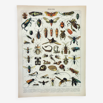 Gravure ancienne 1898, Insectes 2, entomologie  • Lithographie, Planche originale, morphologie, comp