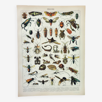 Old engraving 1898, Insects 2, entomology • Lithograph, Original plate, morphology, comp