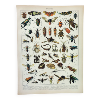 Gravure ancienne 1898, Insectes 2, entomologie  • Lithographie, Planche originale, morphologie, comp