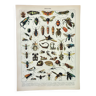 Gravure ancienne 1898, Insectes 2, entomologie  • Lithographie, Planche originale, morphologie, comp