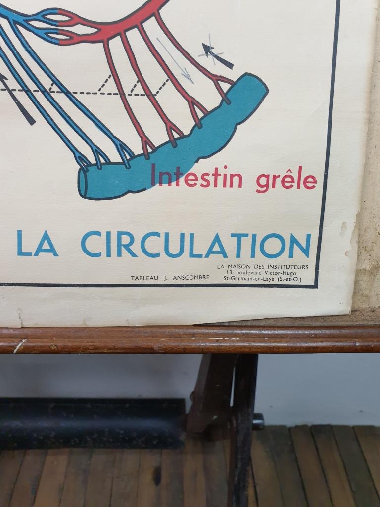 School anatomy poster