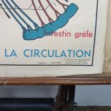 School anatomy poster