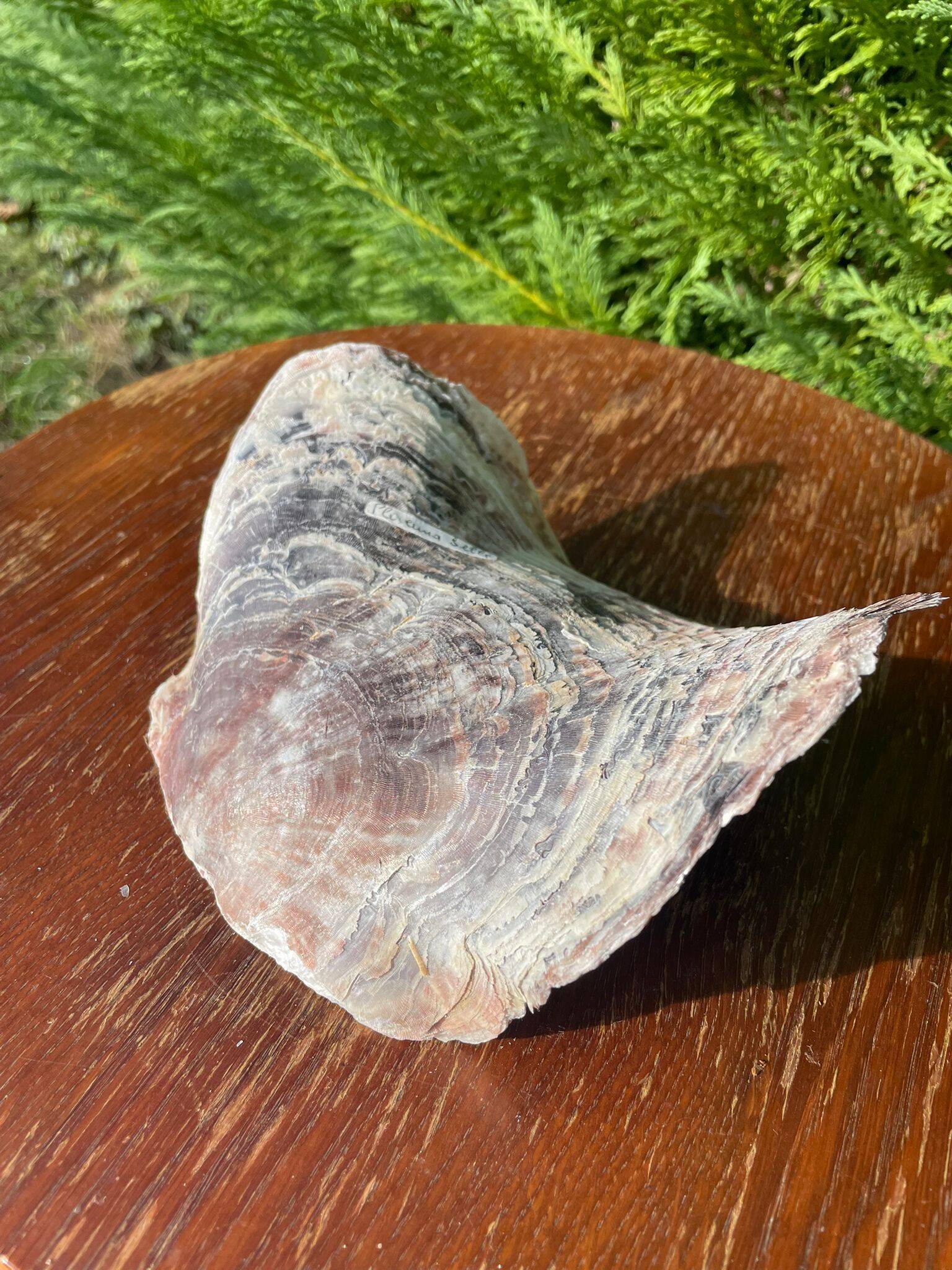 Large seashell: Placuna