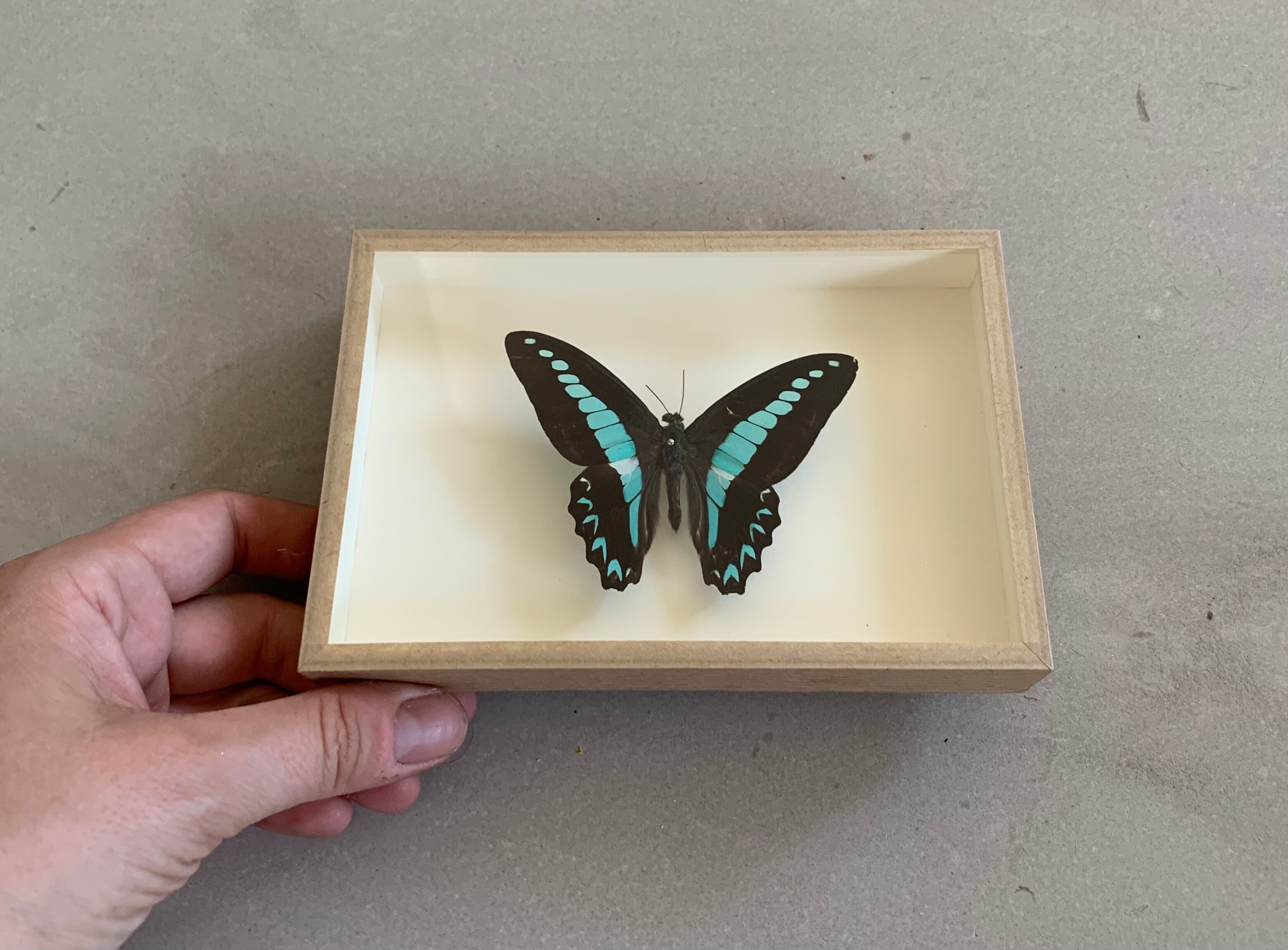 Naturalized butterfly / cabinet of curiosities