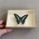 Naturalized butterfly / cabinet of curiosities